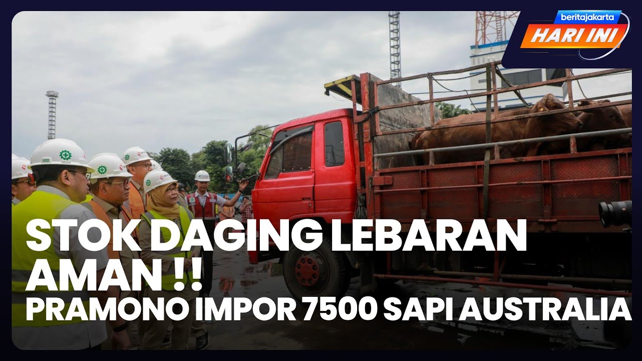 Stok Daging Lebaran Aman!! Pramono Impor 7500 Sapi Australia