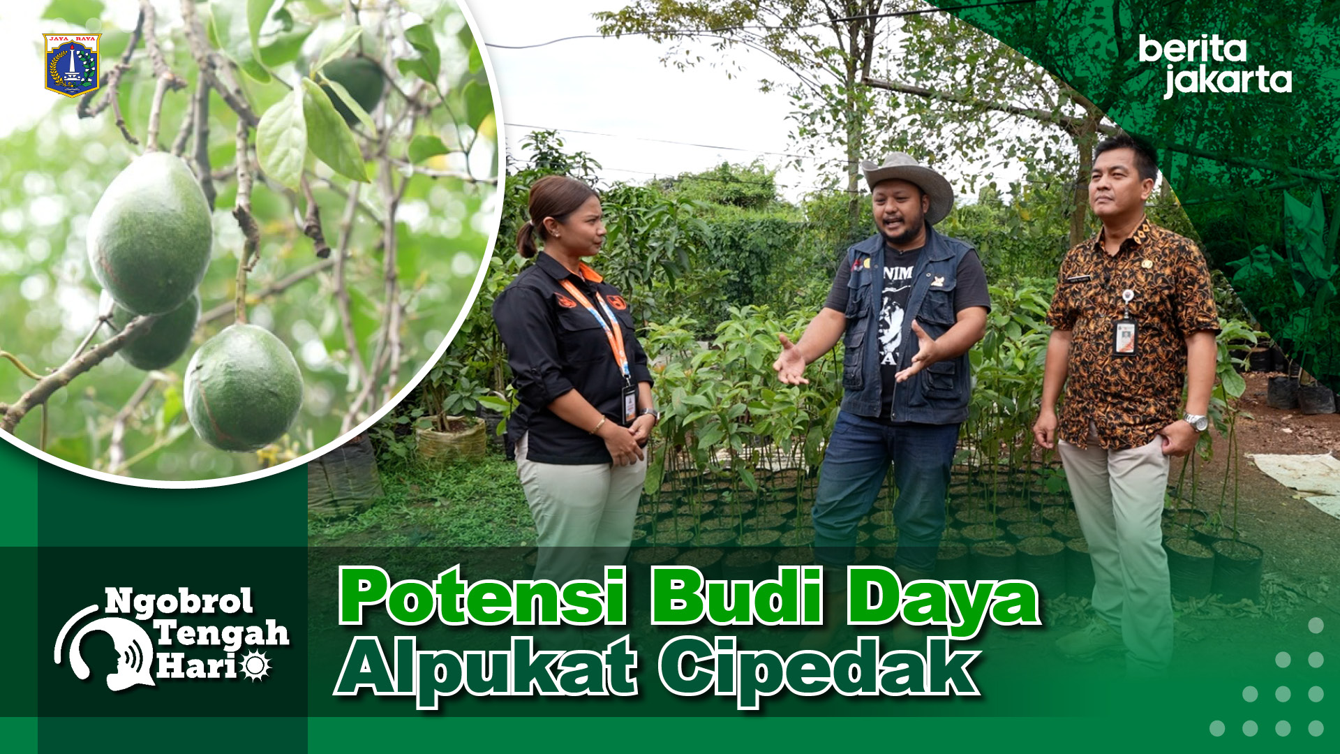 Potensi Budi Daya Alpukat Cipedak