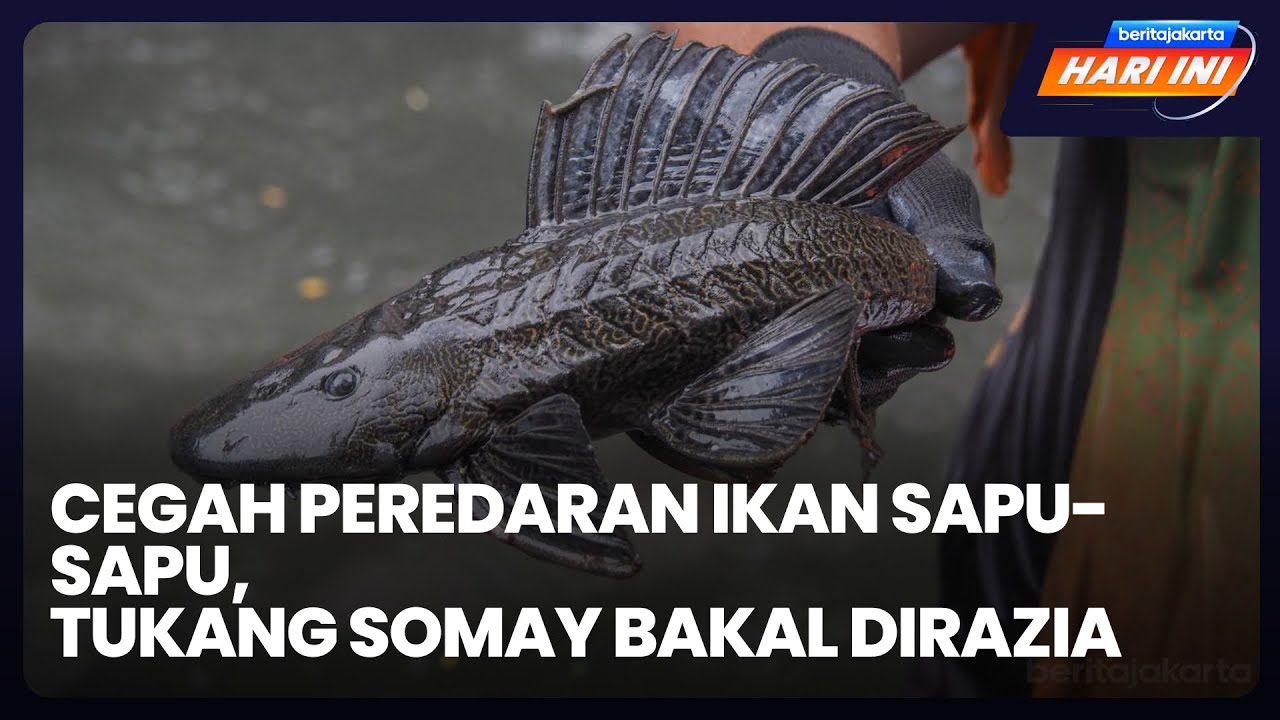 Cegah Peredaran Ikan Sapu-sapu, Tukang Somay Bakal Dirazia